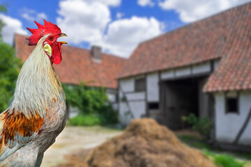 Domestic cock / rooster / cockerel (Gallus gallus domesticus) crowing at inner courtyard of old...