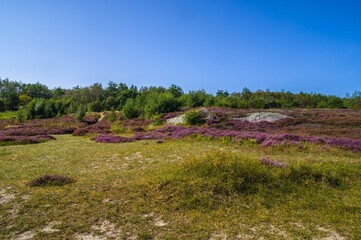 Vrångö bruyère, landscape