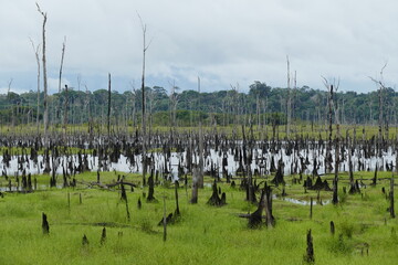 Panoramic view of flooded area of the original Amazon rainforest that has been burned in the dry...