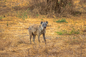 Tanzania, Serengeti park – hyena.