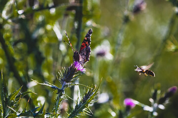 butterfly standing on the ground on a sunny day