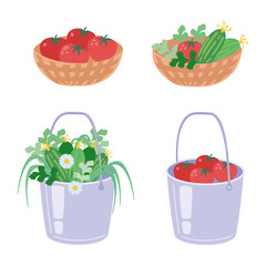 Set of vegetables. Bucket with cucumbers and herbs basket with tomatoes. Harvesting. Vector illustration isolated on white background.