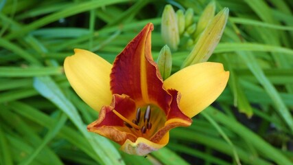 fleur jaune et rouge et de l'herbe  