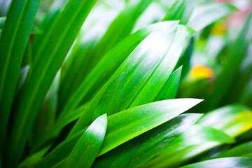 background of green leaves