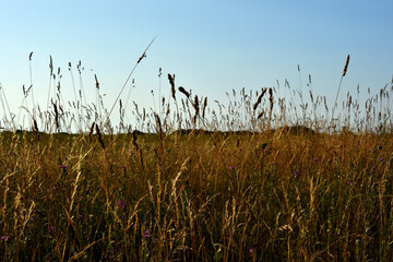 Golden hues of wild field grass in evening sunlight under clear skies before sunset.