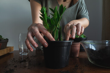 Woman hands repotting a houseplant (ZZ plant), inside an apartment, on top of a wooden table with dirt and others houseplants on the background. Moody style.