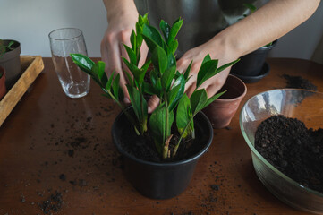 Woman hands repotting a houseplant (ZZ plant), inside an apartment, on top of a wooden table with dirt and others houseplants on the background. Moody style.