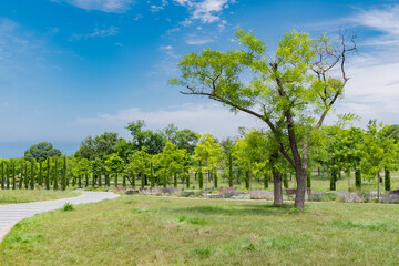 Beautiful summer park, a lot of greenery blue sky 