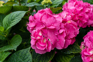 pink hydrangea flowers