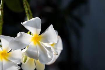 Fototapeta na wymiar Close up frangipani flowers on branch with light sunset hit the flowers
