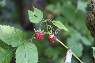 Wild red raspberry fruit growing on a bush in the forest