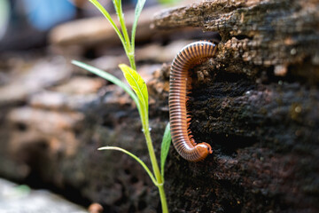 Close up millipede moving on old wooden