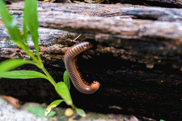 Close up millipede moving on old wooden