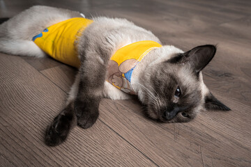 sterilization of a cat. cat under anesthesia