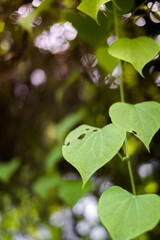 Green heart leaves in the garden with bokeh background