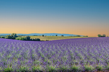 Obraz na płótnie Canvas Champs de lavande en Provence sur le plateau de Valensole