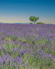 Fototapeta premium Champs de lavande en Provence sur le plateau de Valensole