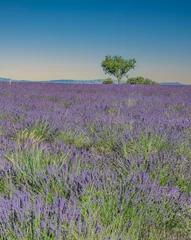 Meubelstickers Champs de lavande en Provence sur le plateau de Valensole © Bernard