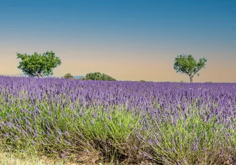 Foto auf Glas Champs de lavande en Provence sur le plateau de Valensole © Bernard