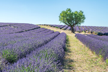 Fototapeta na wymiar Champs de lavande en Provence sur le plateau de Valensole