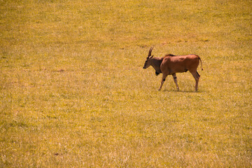 Antelope walks across the field. Lonely antelope in the meadow.