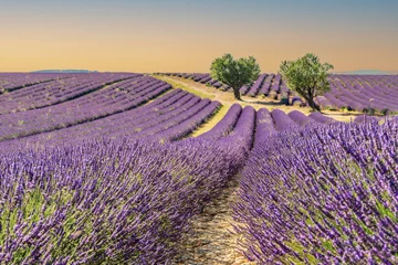 Zelfklevend Fotobehang Champs de lavande en Provence sur le plateau de Valensole © Bernard