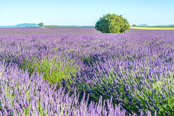 Fototapeta premium Champs de lavande en Provence sur le plateau de Valensole