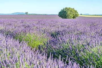 Deurstickers Champs de lavande en Provence sur le plateau de Valensole © Bernard