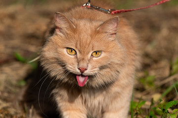 Naklejka na ściany i meble A fluffy red Siberian cat is walked on a leash or harness in very hot weather outside in summer. A pet on the verge of heatstroke breathes with its tongue sticking out in close-up.
