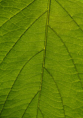 part of fresh green leaf with veins close-up