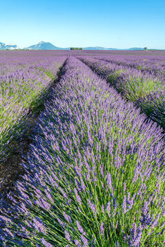 Champs de lavande en Provence sur le plateau de Valensole
