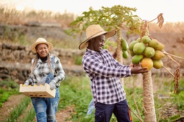 Black farmer touching papaya on plant against smiling partner