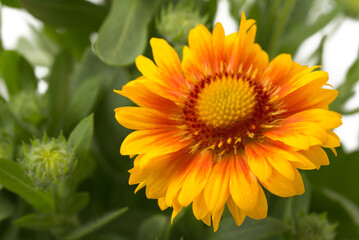 Kokardenblume