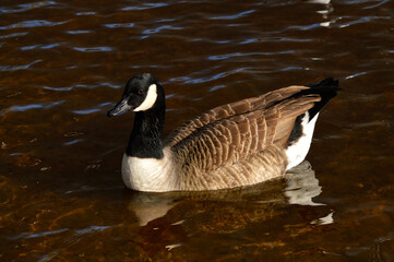 Fototapeta premium Canada goose swimming
