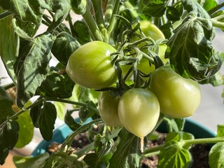 Balcony garden. Tomato bush with green tomato in a pot on the balcony of a residential multi-storey building