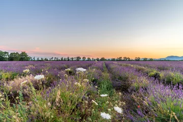 Fotobehang Champs de lavande en Provence sur le plateau de Valensole © Bernard