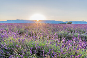 Fototapeta na wymiar Coucher de soleil sur les champs de lavande en Provence sur le plateau de Valensole
