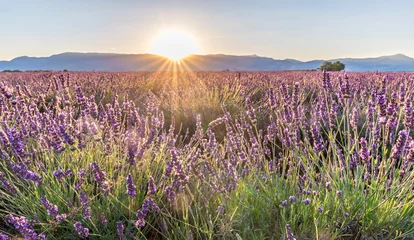 Fotobehang Coucher de soleil sur les champs de lavande en Provence sur le plateau de Valensole © Bernard