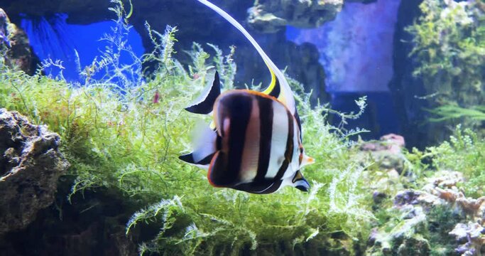 Underwater Tropical Fish and Coral Garden. Tropical underwater sea fishes. Underwater fish reef marine. Tropical colourful seascape.