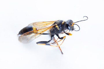 Black and Yellow Mud Dauber