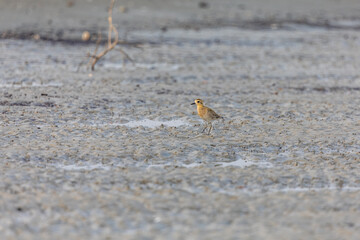 Pacific golden plover (Pluvialis fulva) in Bakkhali, West Bengal, India.
