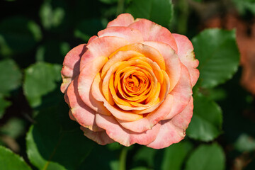Rose Flower in Bloom in Summer