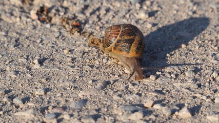 caracol dejando huella al pasar, de color marrón, cuatro antenas, lérida, españa, europa