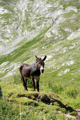 Donkey grazing in the meadows and mountains of the high Aragonese Pyrenees in summer