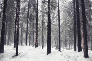 forest in winter