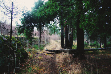 morning in the forest