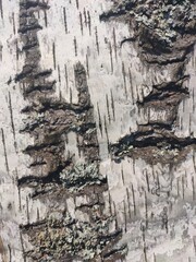 texture of the bark of an old birch close up