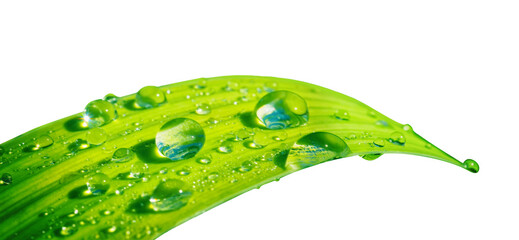 Beautiful transparent natural dew drops or rain on fresh grass leaf isolated on white background....