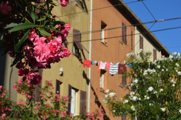 Lecce, Italy.The typical urban italian landscape with hanging linen and blooming oleanders.