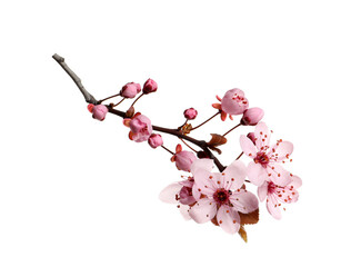 Fototapeta na wymiar Cherry tree branch with beautiful pink blossoms isolated on white